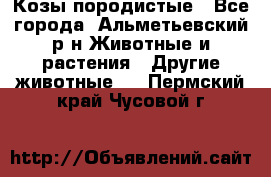 Козы породистые - Все города, Альметьевский р-н Животные и растения » Другие животные   . Пермский край,Чусовой г.